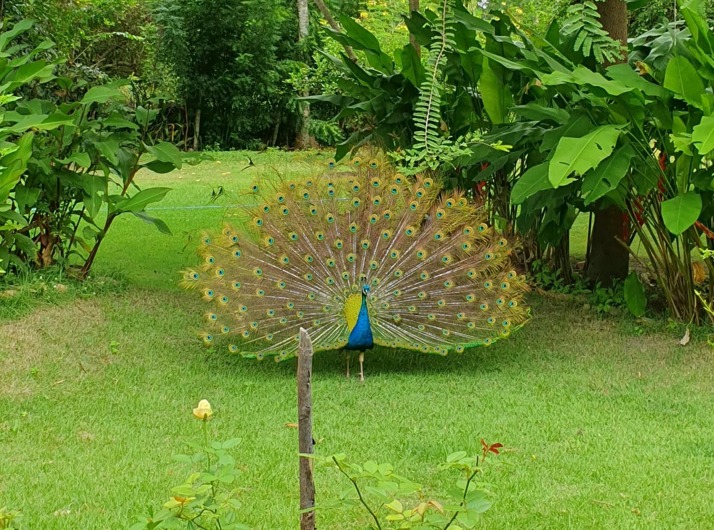 Pavão no jardim